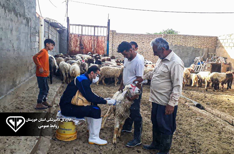 آغاز واکسیناسیون رایگان تب مالت در دام‌های سبک رامشیر